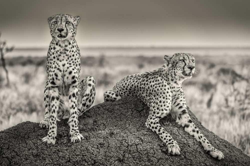Two Cheetahs watching out od Henrike Scheid