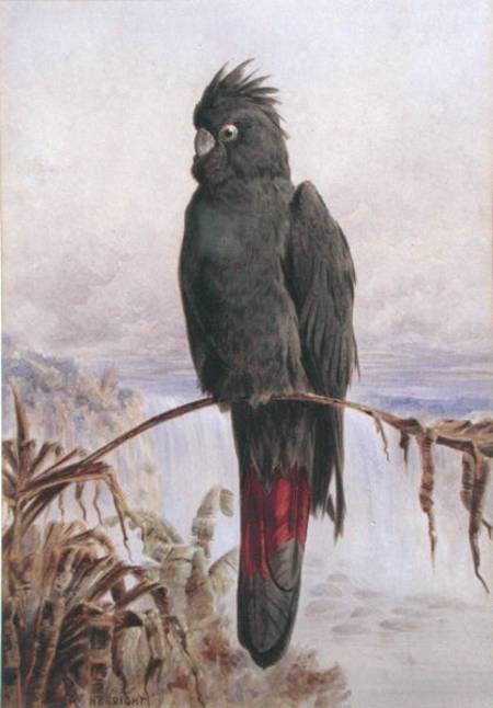 Australian Red-Tailed Black Cockatoo (w/c & bodycolour on paper) od Henry Bright