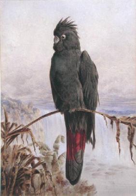 Australian Red-Tailed Black Cockatoo (w/c & bodycolour on paper)