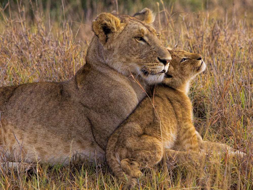 Baby Lion with Mother od Henry Jager