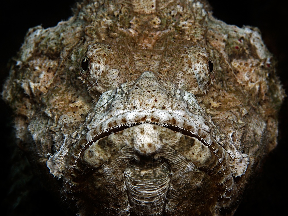 Scorpionfish Portrait od Henry Jager