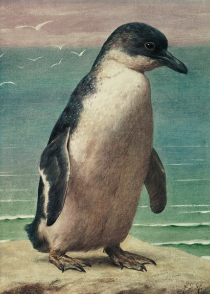 Study of a Penguin od Henry Stacey Marks