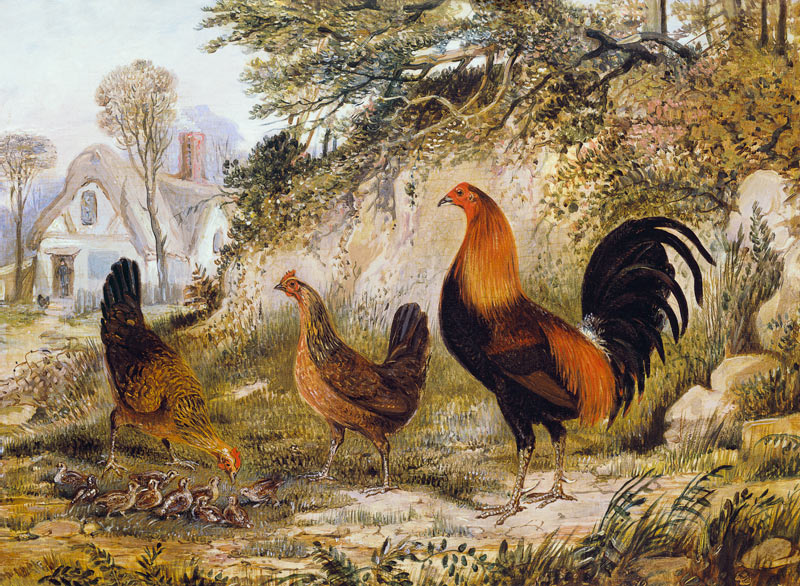 Cockerel, Hens and Chicks od Henry Thomas Alken