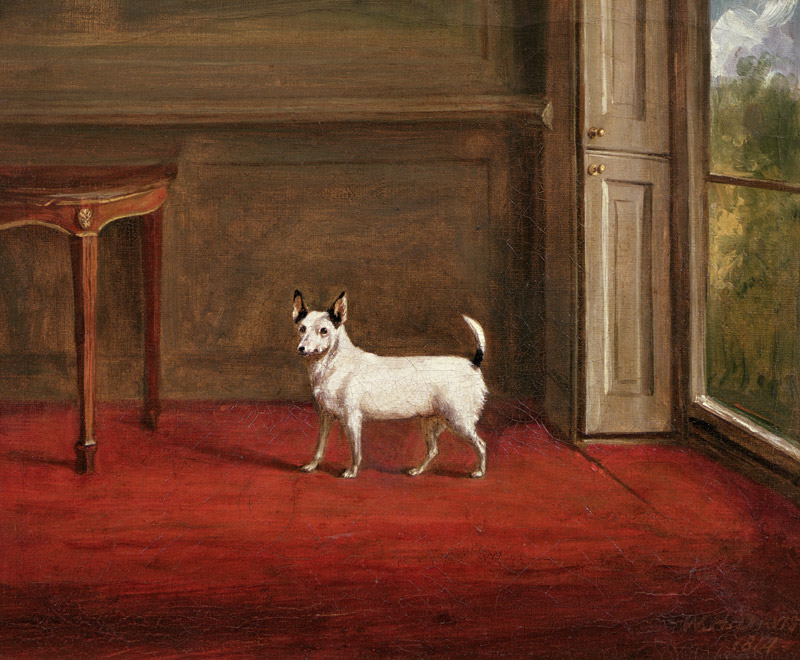 Portrait of a Jack Russell Terrier (in Regency Interior) od Henry William Banks Davis