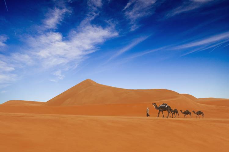 Desert Life .. od Hesham Alhumaid