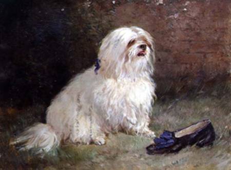 A Maltese Terrier od Heywood Hardy
