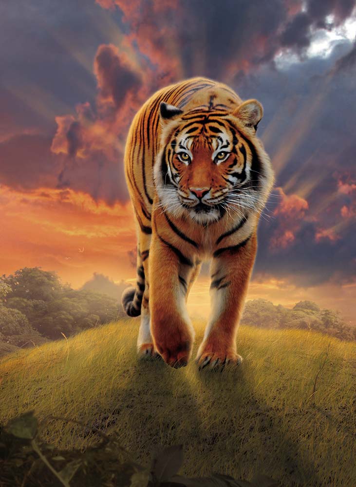 Rising Tiger od Vincent Hie