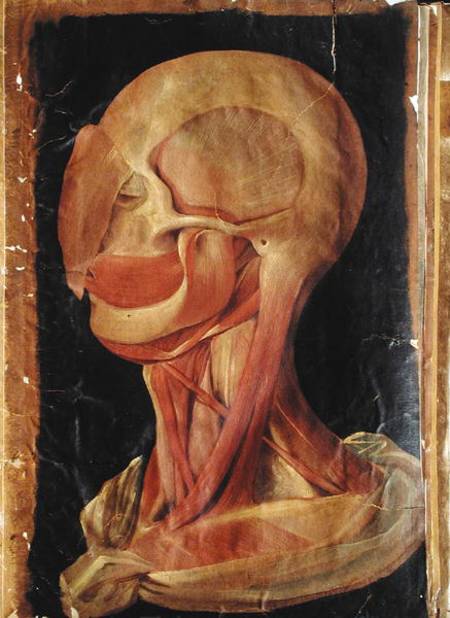 Anatomical drawing of the human head od Hieronymus Fabricius ab Aquapendente