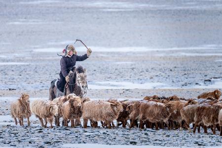 Eagle Hunter controlling his herd