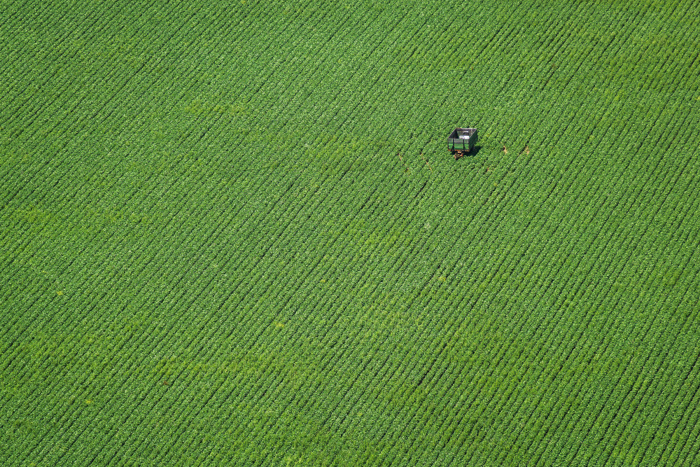 Corn field od Hober Szabolcs