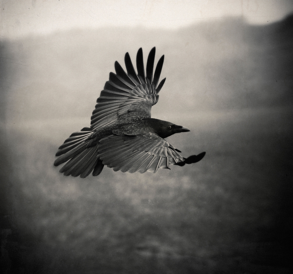 the Crow od Holger Droste