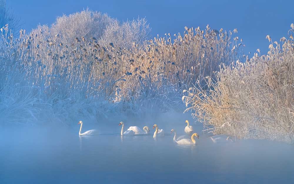 Blue Swan Lake od Hua Zhu