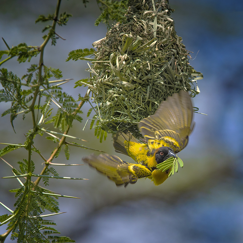 Yellow Weaver Finch od Hua Zhu