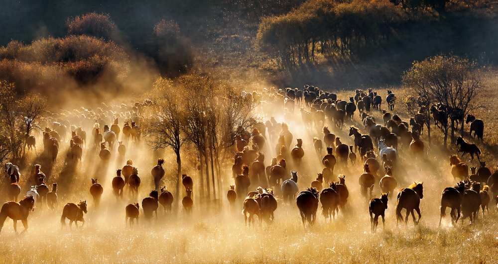 Horses od Hua Zhu