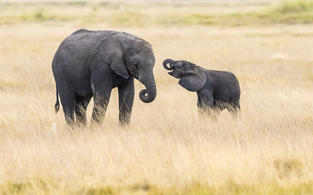 Mother and baby elephants od Hua Zhu