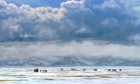 Horses on the snow