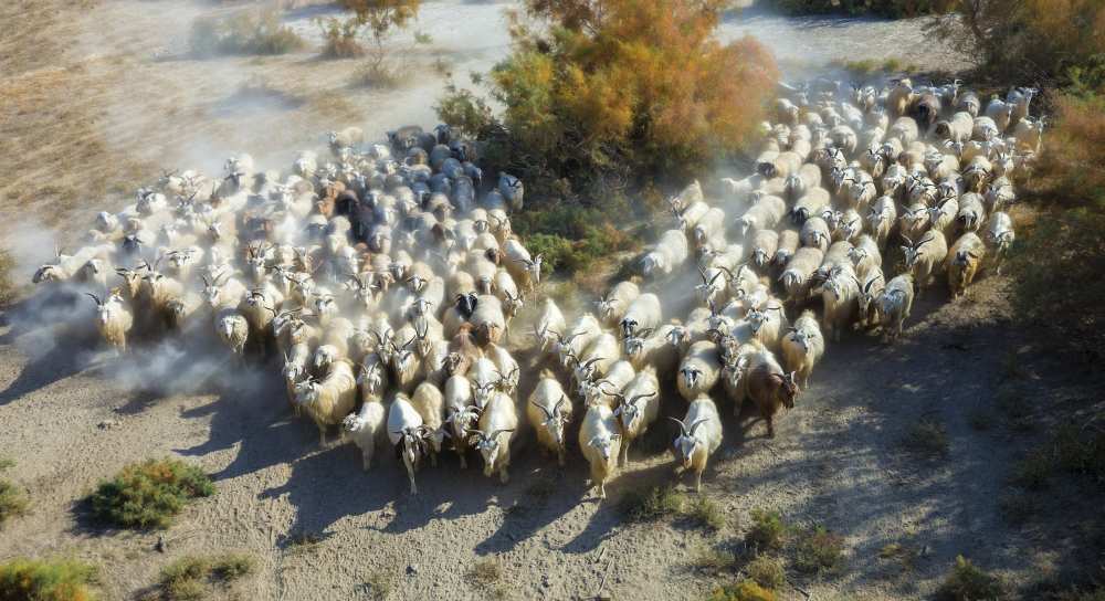 Sheep od Hua Zhu