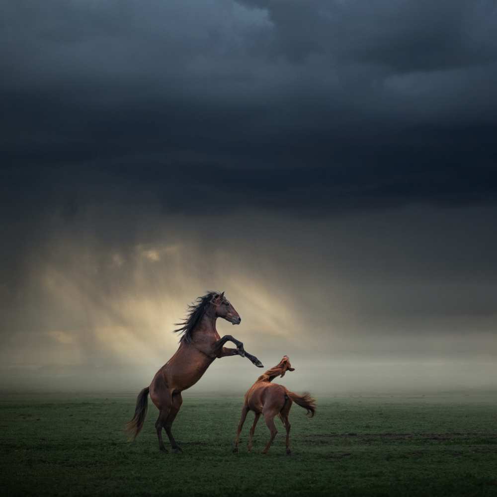 Horses Fight od Hüseyin Taskin