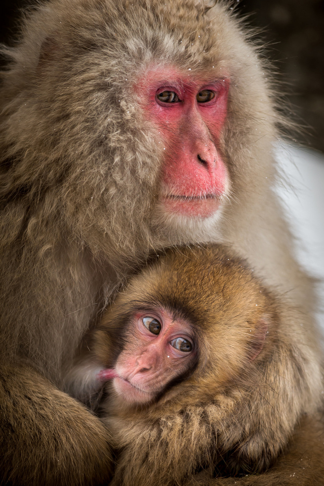 Curious baby monkey od Hung Tsui
