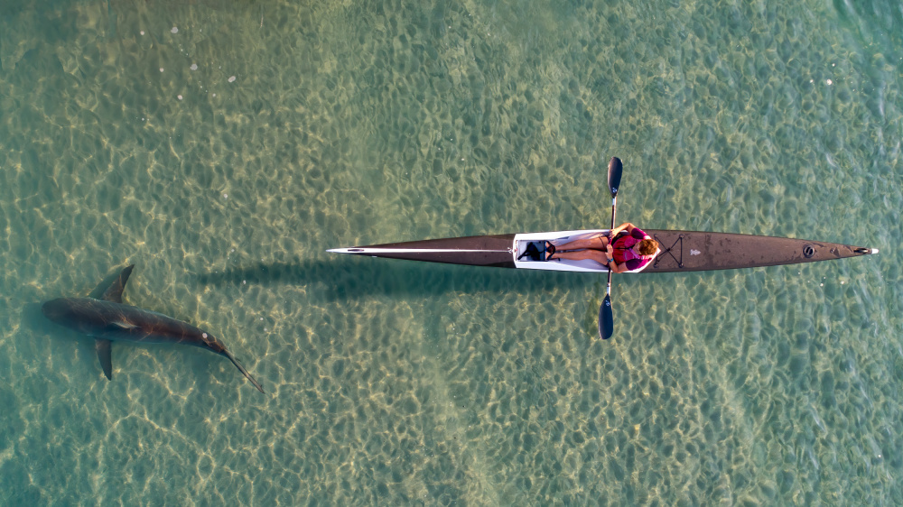 shark kayaking od Ido Meirovich