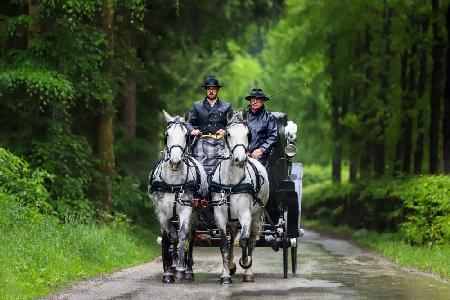 Lipizzaner pair with wedding carriage