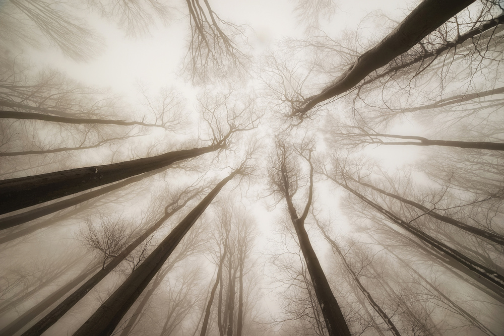 Treetops od Igor Tinak