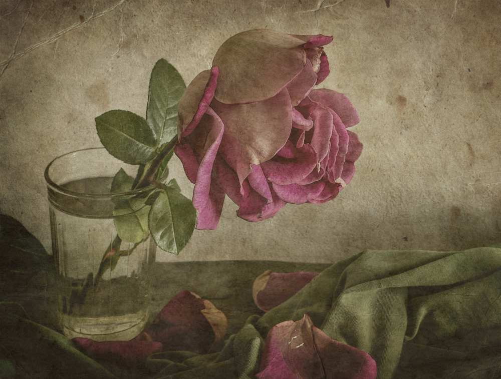 Tear of Rose od Igor Tokarev