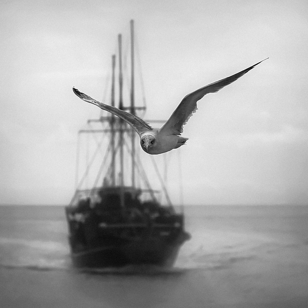 Seagull od Ileana Bosogea-Tudor