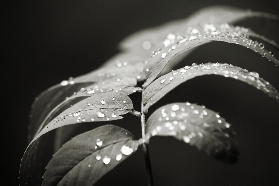 A Diamond Leaf od Ilja Hackman