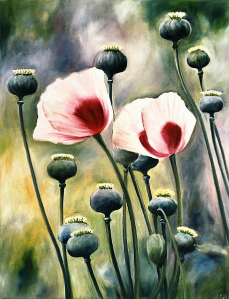 Poppy with buds od Ingeborg Kuhn