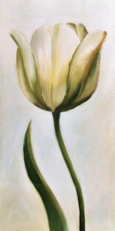 White tulip 1