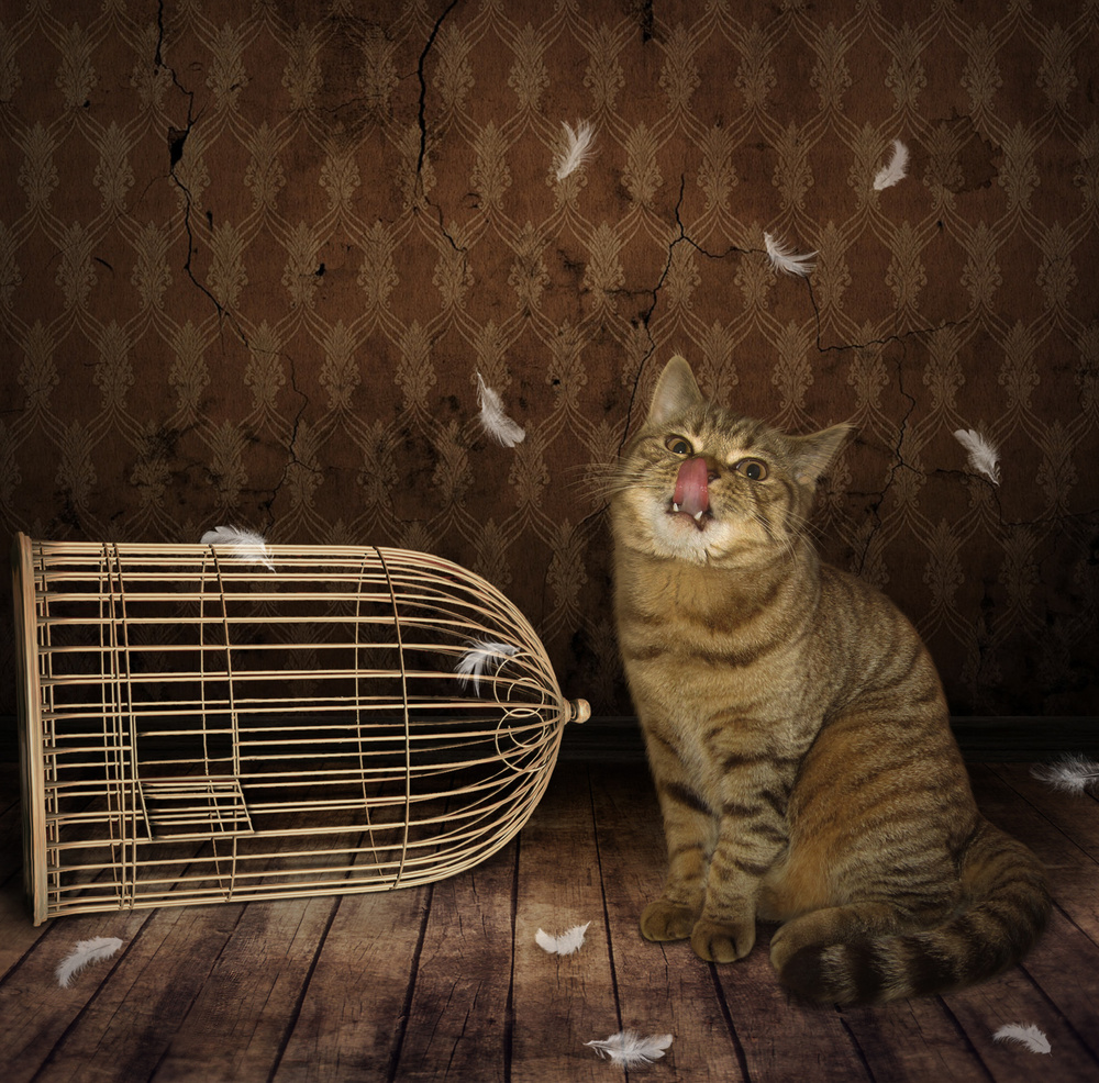 Cat and Bird ... od Iryna Kuznetsova (Iridi)