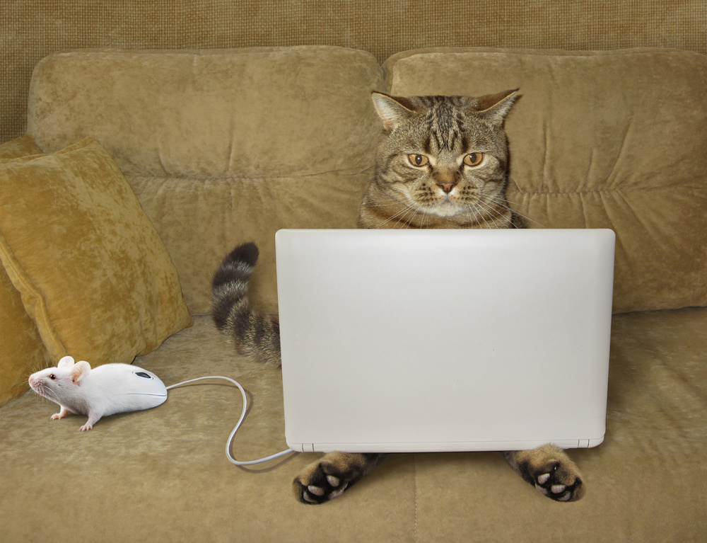 Cat-hacker... od Iryna Kuznetsova (Iridi)