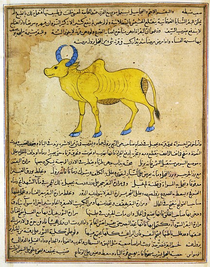Ms E-7 fol.181b Zebu, illustration from ''The Wonders of the Creation and the Curiosities of Existen od Islamic School