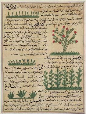 Ms E-7 fol. 142b Botanical plants, illustration from 'The Wonders of the Creation and the Curiositie