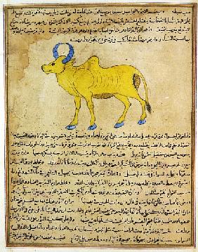 Ms E-7 fol.181b Zebu, illustration from ''The Wonders of the Creation and the Curiosities of Existen