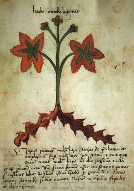 Ms 320 M Fol.13r Herba Antollas Lupanas, from 'Liber Herbarius una cum rationibus conficiendi medica od Scuola pittorica italiana