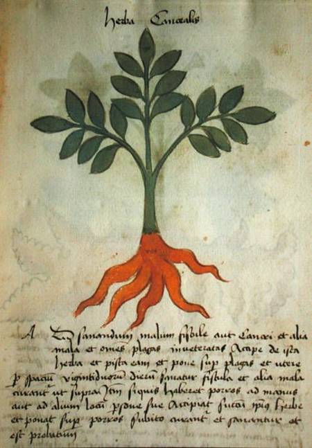 Ms 320 M fol.14r Herba Cancealis, from 'Liber Herbarius una cum rationibus conficiendi medicamenta' od Scuola pittorica italiana
