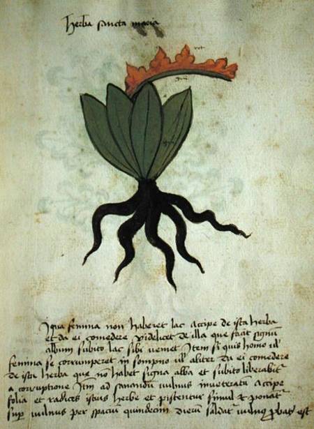 Ms 320 M Fol.28r Herba Santa Maria, from 'Liber Herbarius una cum rationibus conficiendi medicamenta od Scuola pittorica italiana