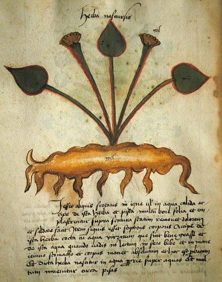 Ms 320 M Fol.29v Herba Nastrusio, from 'Liber Herbarius una cum rationibus conficiendi medicamenta' od Scuola pittorica italiana