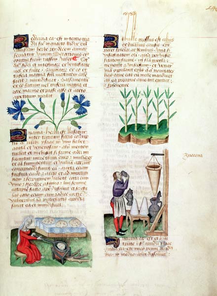 Ms Lat 993 L.9.28 Fol.142r Cornflowers, making pancakes, sugar cane and making sugar syrup, from 'Tr od Italian School, (15th century)