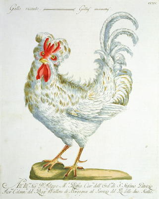 Curly-Haired Cockerel, c.1767-76 (hand coloured engraving) od Italian School, (18th century)