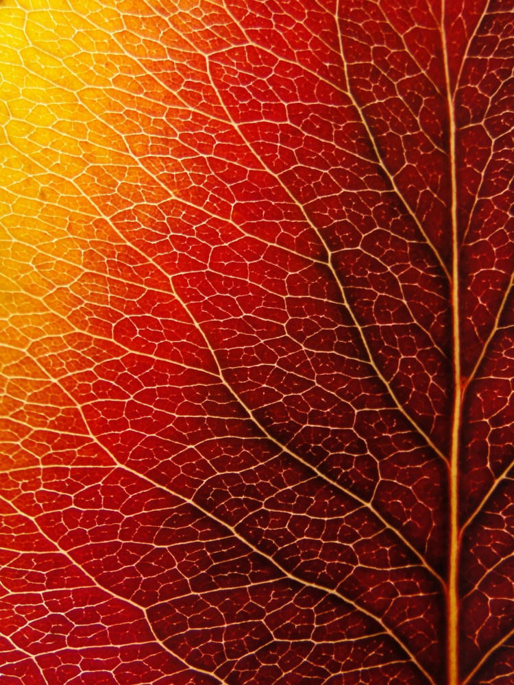 Autumn Leaf od Ivan Lesica