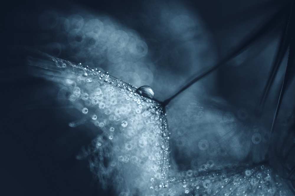 Blue dandelions od Ivelina Blagoeva