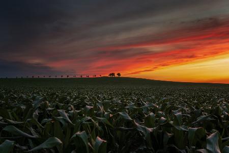 Sunset in the cornfield