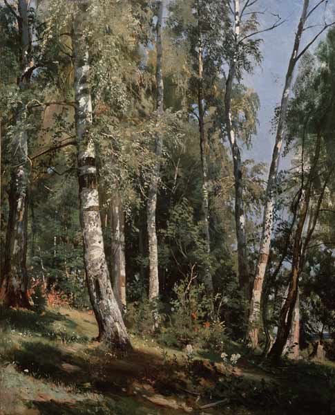 Birch grove od Iwan Iwanowitsch Schischkin