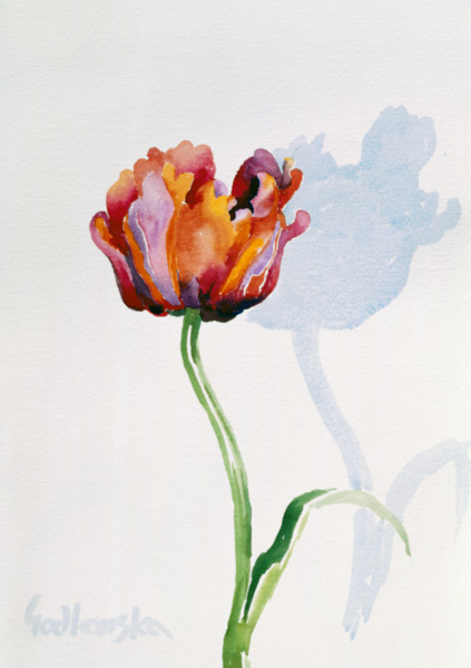 Tulipán od Izabella  Godlewska de Aranda