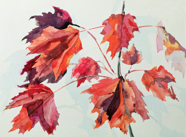 No.24 Autumn Maple Leaves (w/c)  od Izabella  Godlewska de Aranda