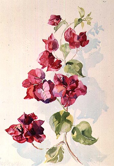 No.2 Bougainvillea Red (w/c)  od Izabella  Godlewska de Aranda