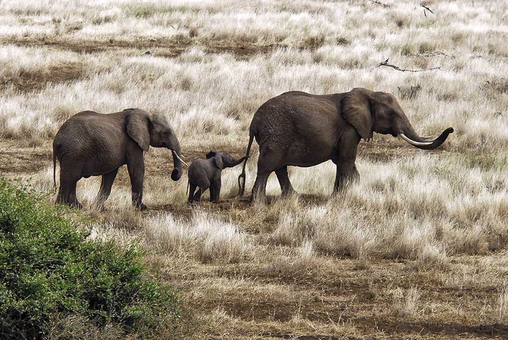 Elephant Family, Tanzania od Izonevision/Robert D Abramson